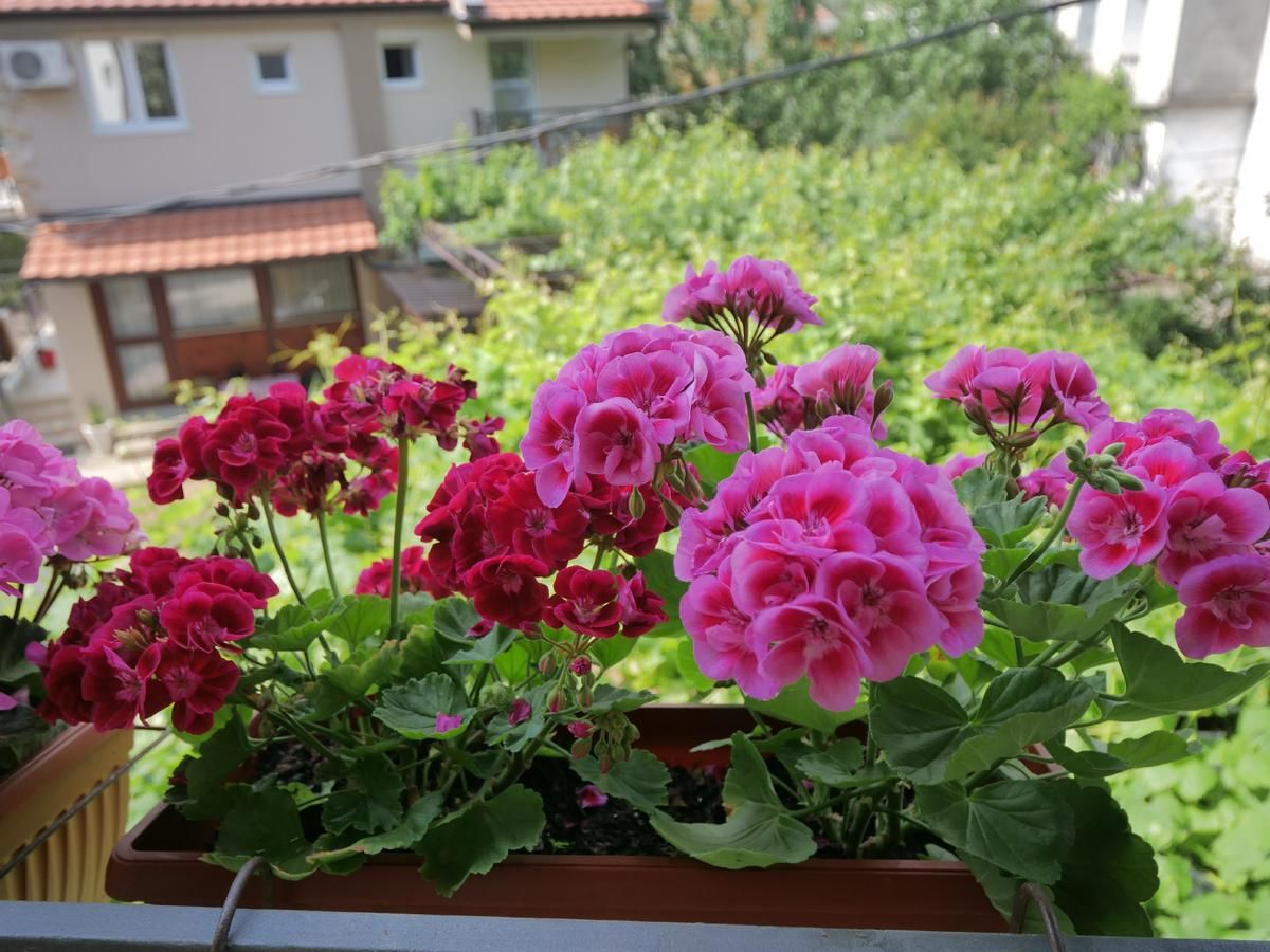Гостевой дом Apartments Blagoj Сутоморе-5