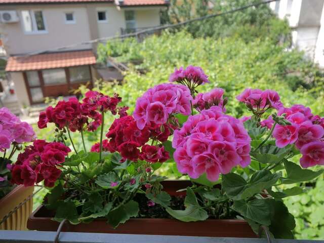Гостевой дом Apartments Blagoj Сутоморе-4