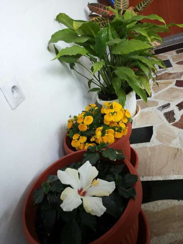 Гостевой дом Apartments Blagoj Сутоморе-39